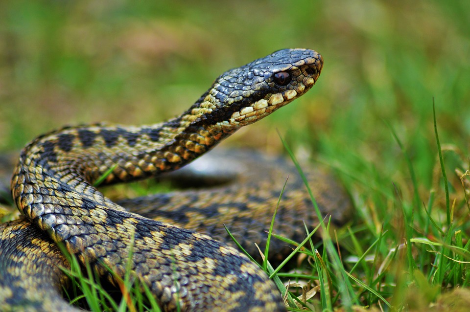 snakeadder - Say hello to Britain's reptiles. [ATTDT]